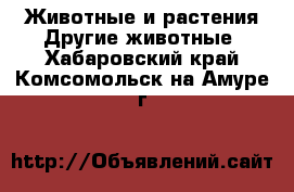 Животные и растения Другие животные. Хабаровский край,Комсомольск-на-Амуре г.